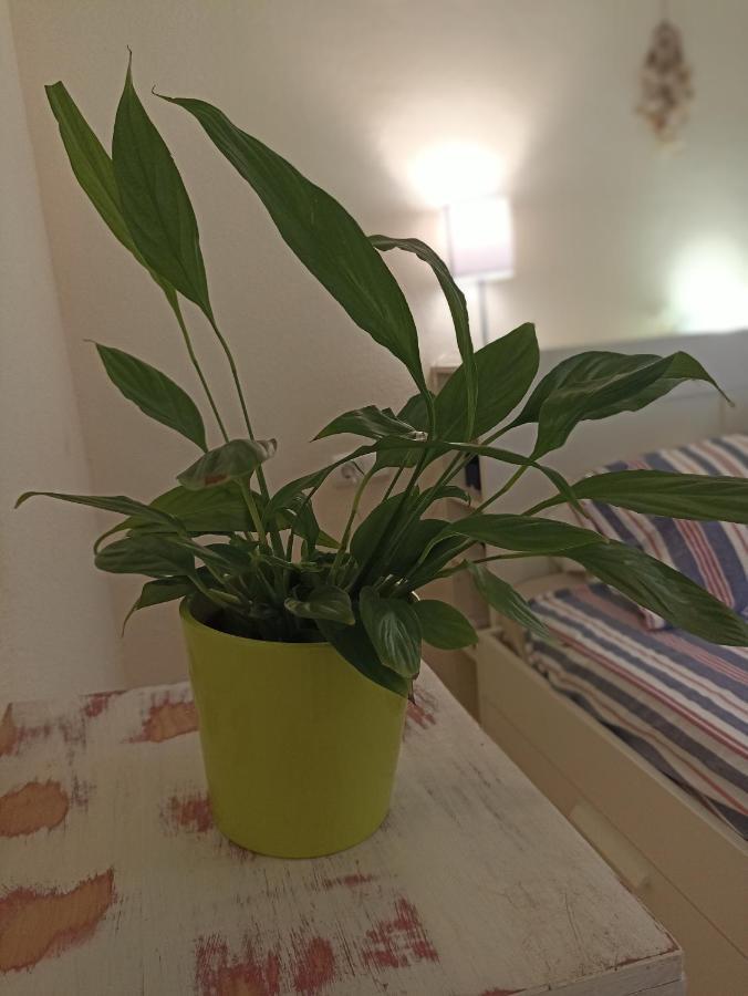 Confortable Habitacion Centrica En Piso Privado Διαμέρισμα Μάλαγα Εξωτερικό φωτογραφία