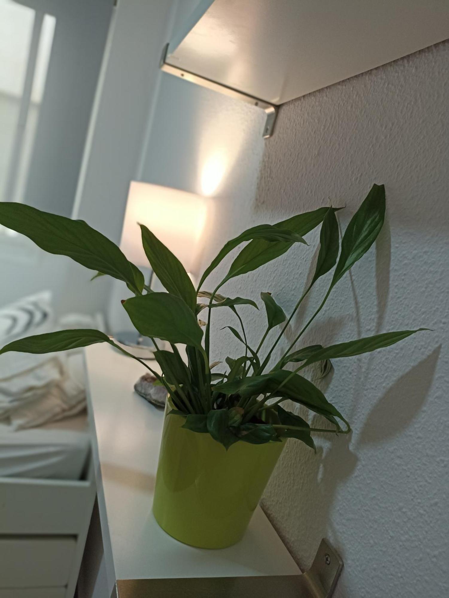 Confortable Habitacion Centrica En Piso Privado Διαμέρισμα Μάλαγα Εξωτερικό φωτογραφία